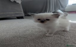 Ragdoll cats for sale: Beautiful Ragdolls  - Image 4
