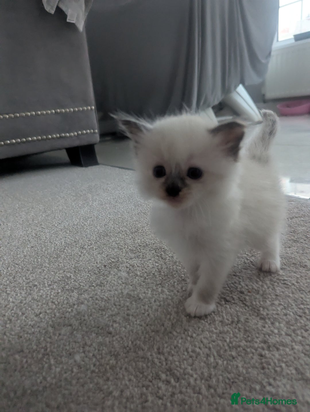 Ragdoll cats for sale: Beautiful Ragdolls  - Image 4