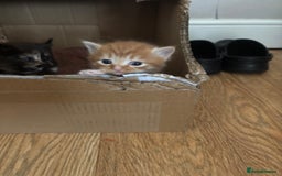 Mixed Breed cats for sale: 3 male fluffy kittens for sale - Image 3