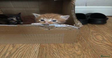 Mixed Breed cats - Advert 2