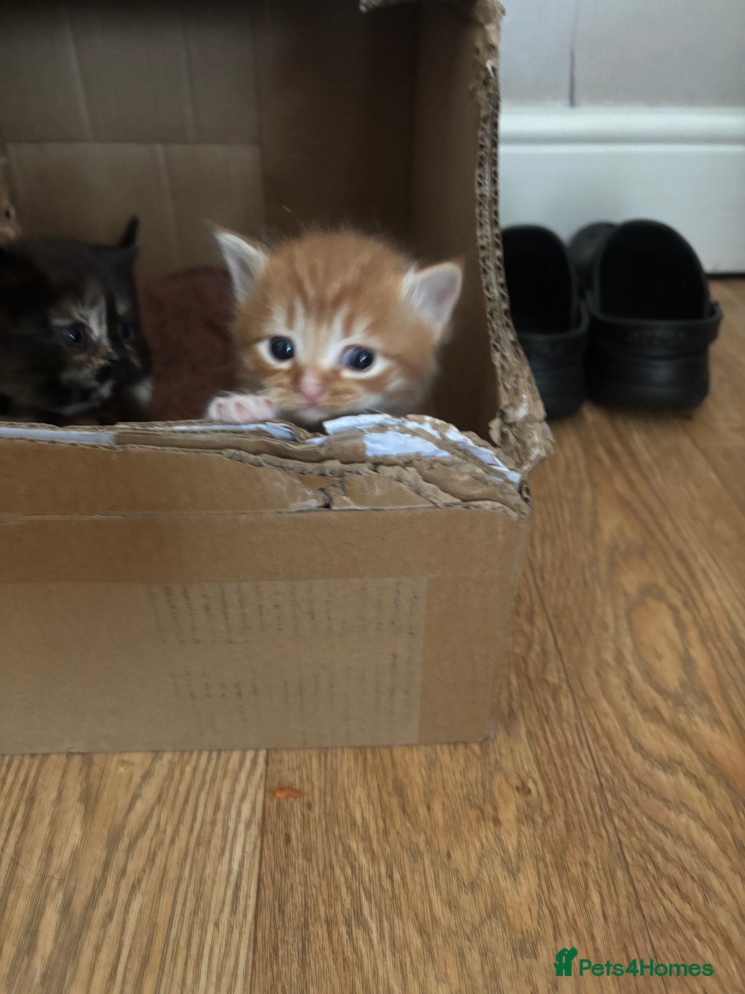 Mixed Breed cats for sale: 3 male fluffy kittens for sale - Image 3