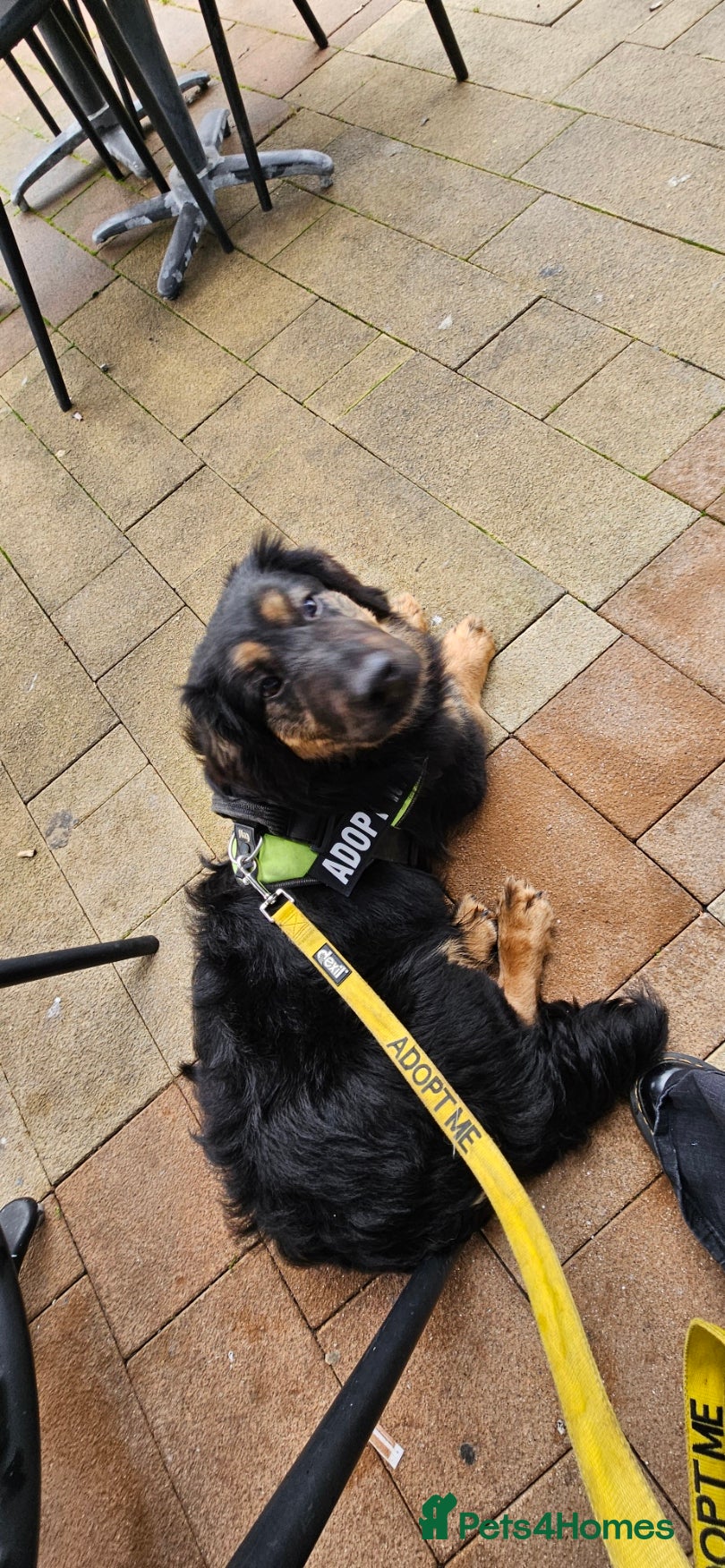 Mixed Breed dogs Lovable Lord - Advert 14