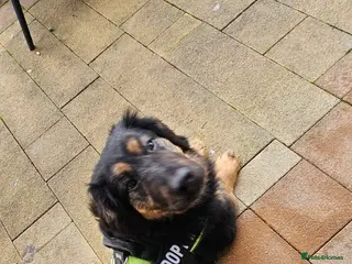 Mixed Breed dogs Lovable Lord - Advert 14