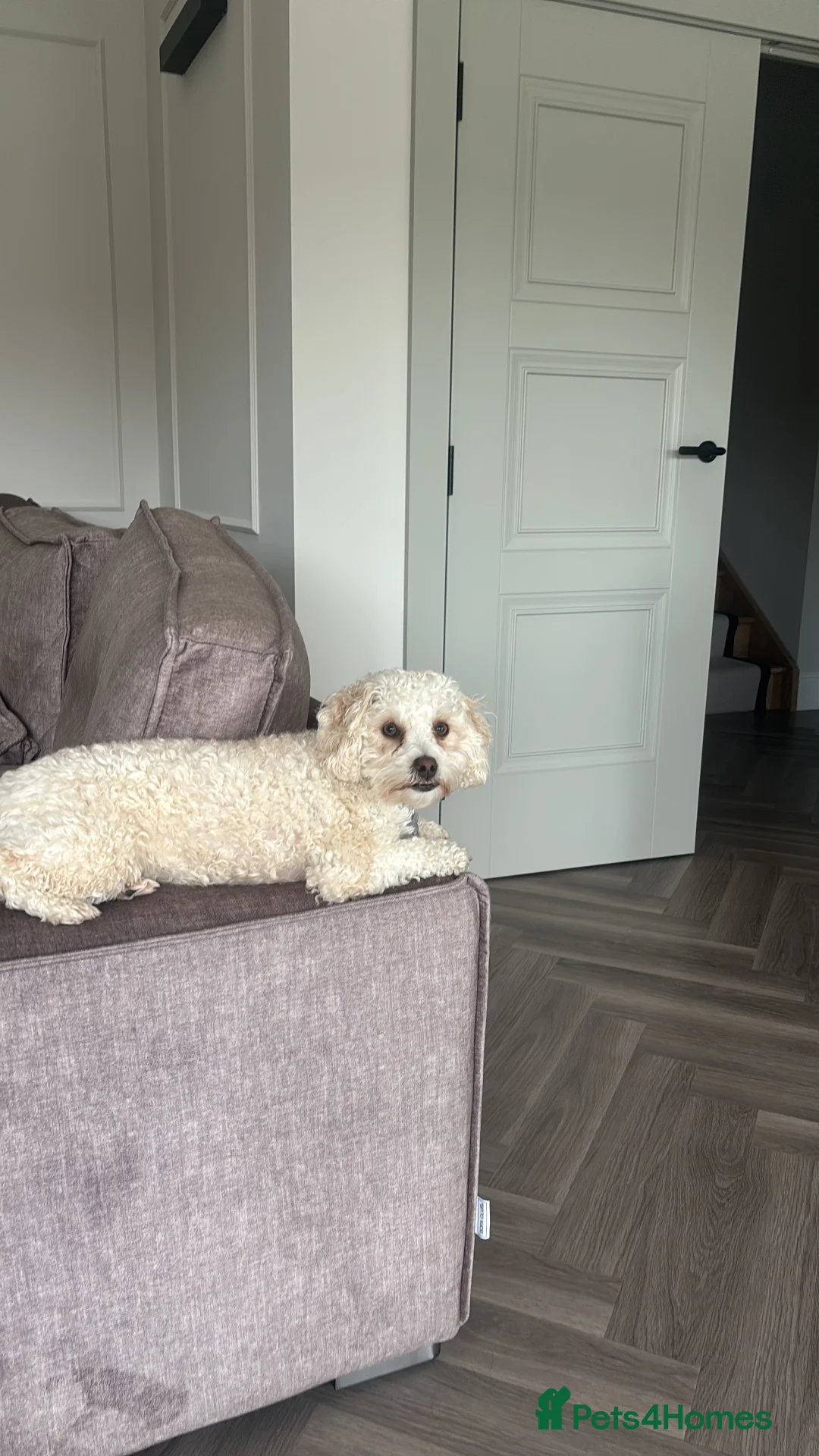 Mixed Breed dogs for sale: Reggie  - Advert 4