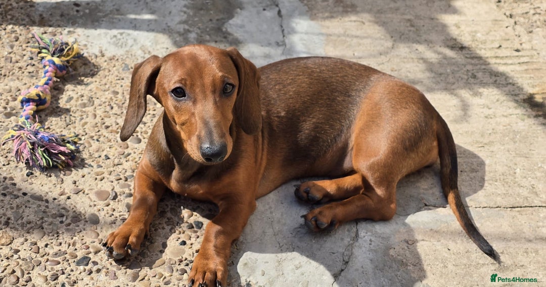 Dachshund dogs for sale: "READY GO STUNING 5 STANDARD DACHSHUND PUPPIES  - Image 13