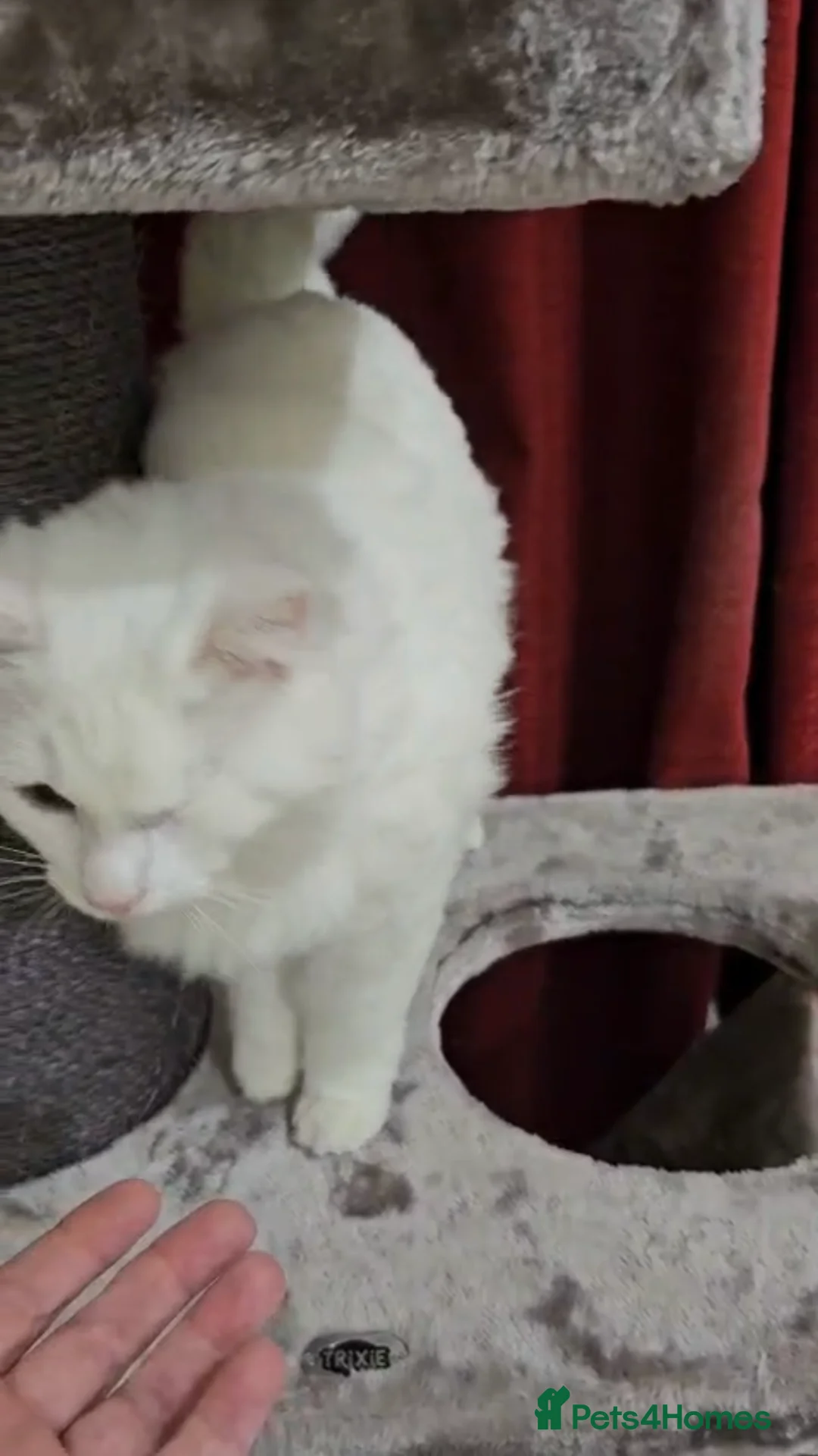 Mixed Breed cats for adoption: MIX TURKISH ANGIRA BONDED PAIR CALM AFFECTIONATE  - Advert 8