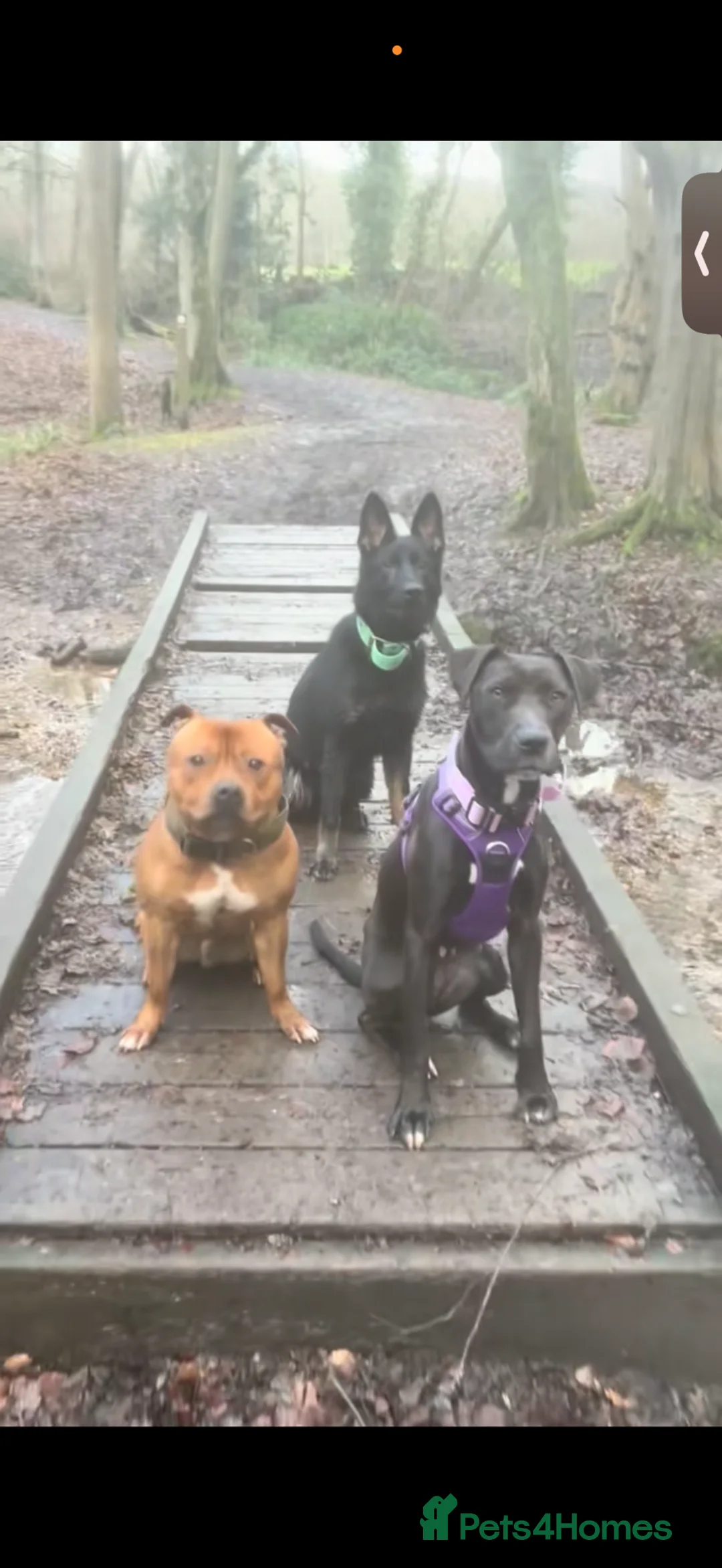 Mixed Breed dogs for sale: Trainer Rehome - Lily is ready for her family 💜 - Advert 1