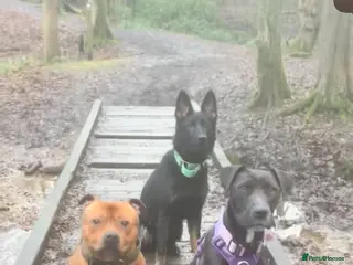 Mixed Breed dogs Trainer Rehome - Lily is ready for her family 💜 - Advert 7