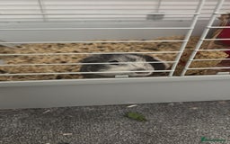 Guinea Pig rodents for sale: 2 male guinea pigs. 9 months old. - Image 2