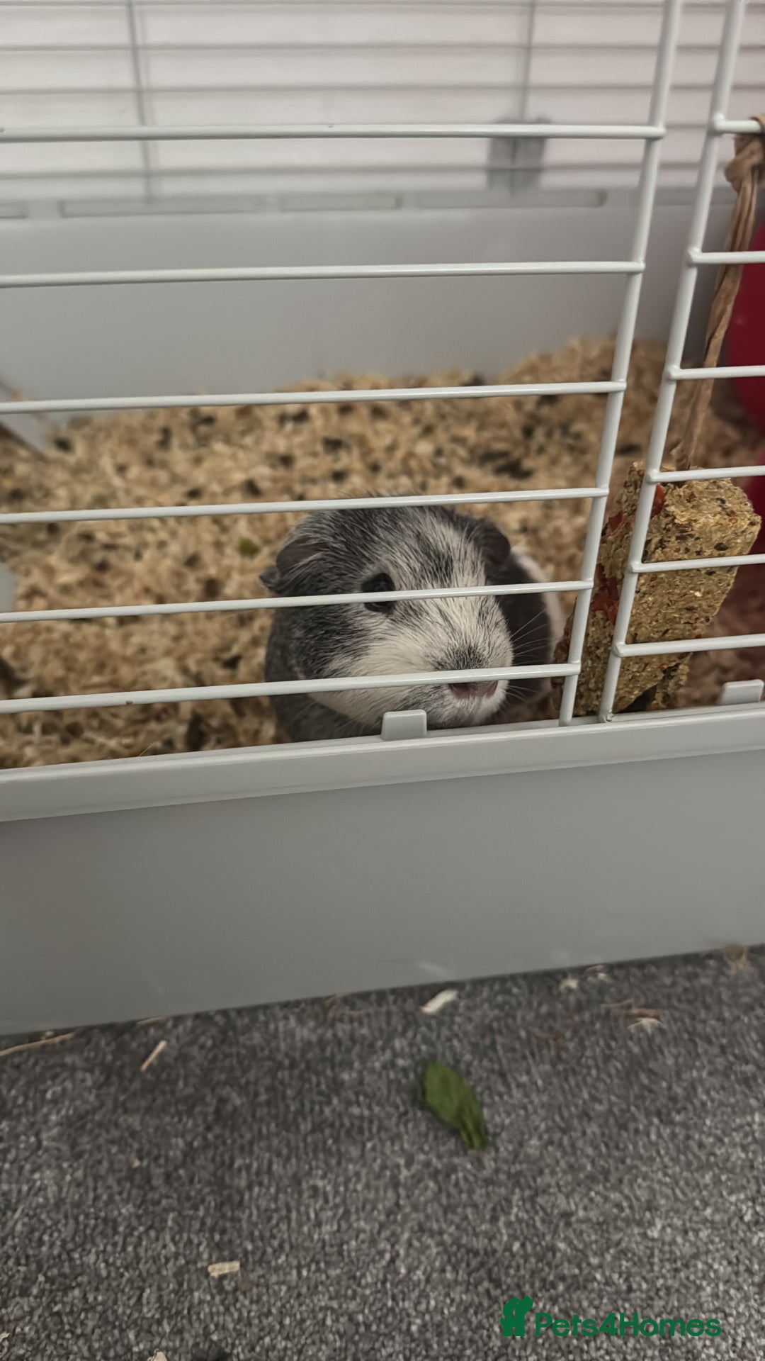 Guinea Pig rodents for sale: 2 male guinea pigs. 9 months old. - Image 2