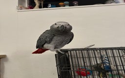 Parrots birds for sale: African Grey Parrot - Image 4