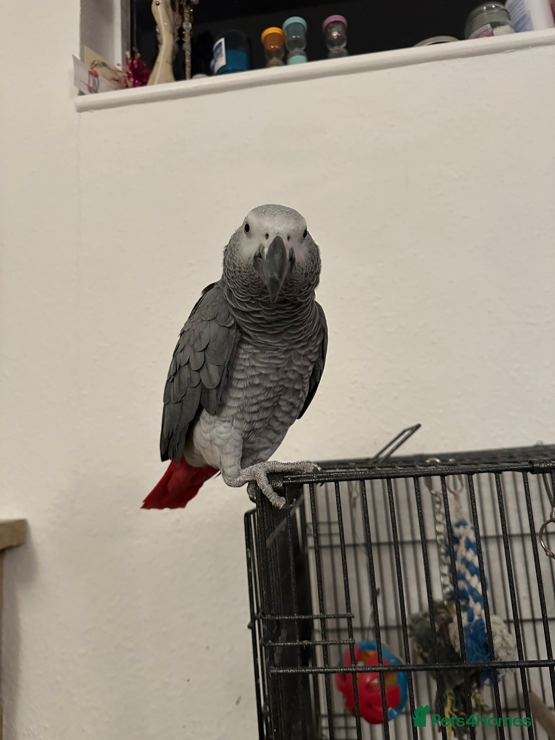 Parrots birds for sale: African Grey Parrot - Image 4