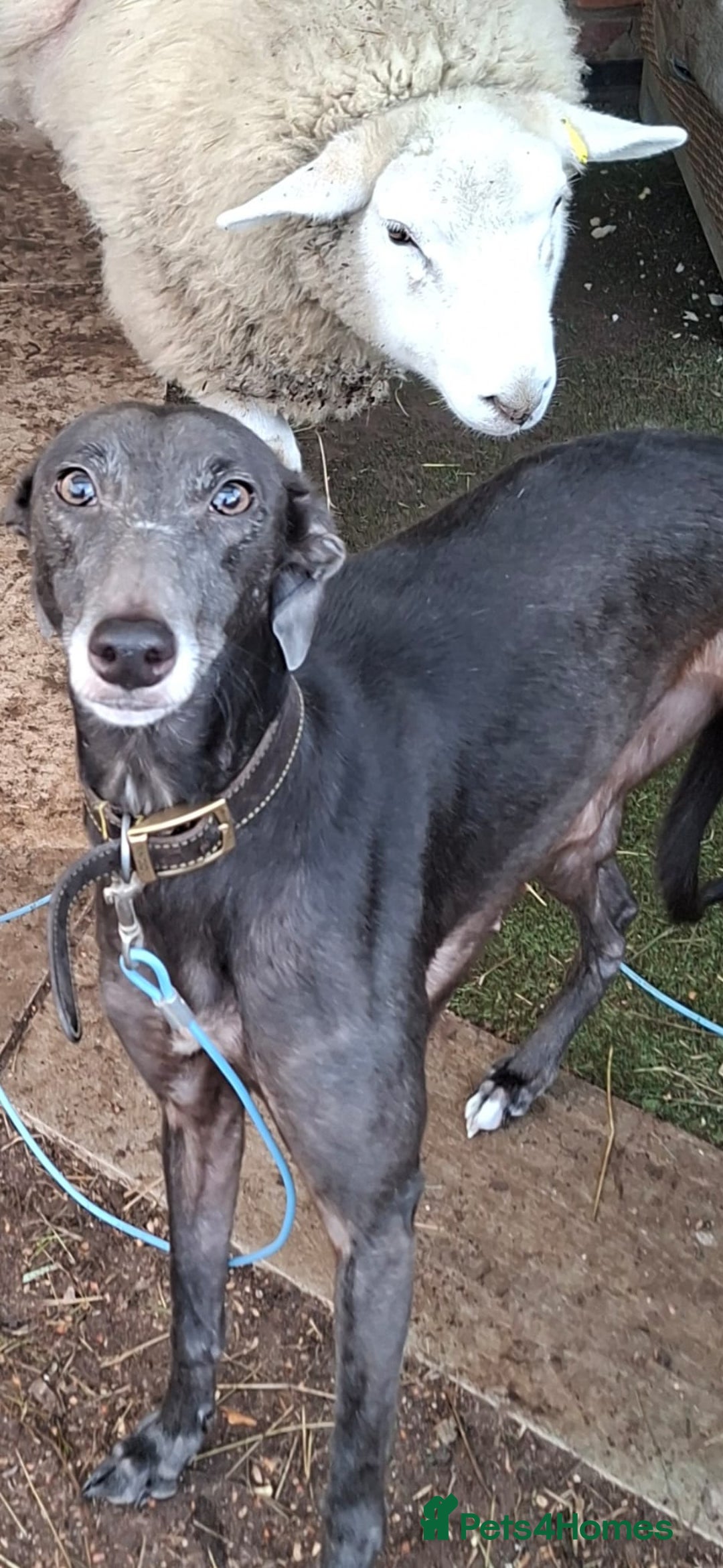 Whippet dogs for sale: Male Whippet Pup Ready For Forever Home - Advert 2