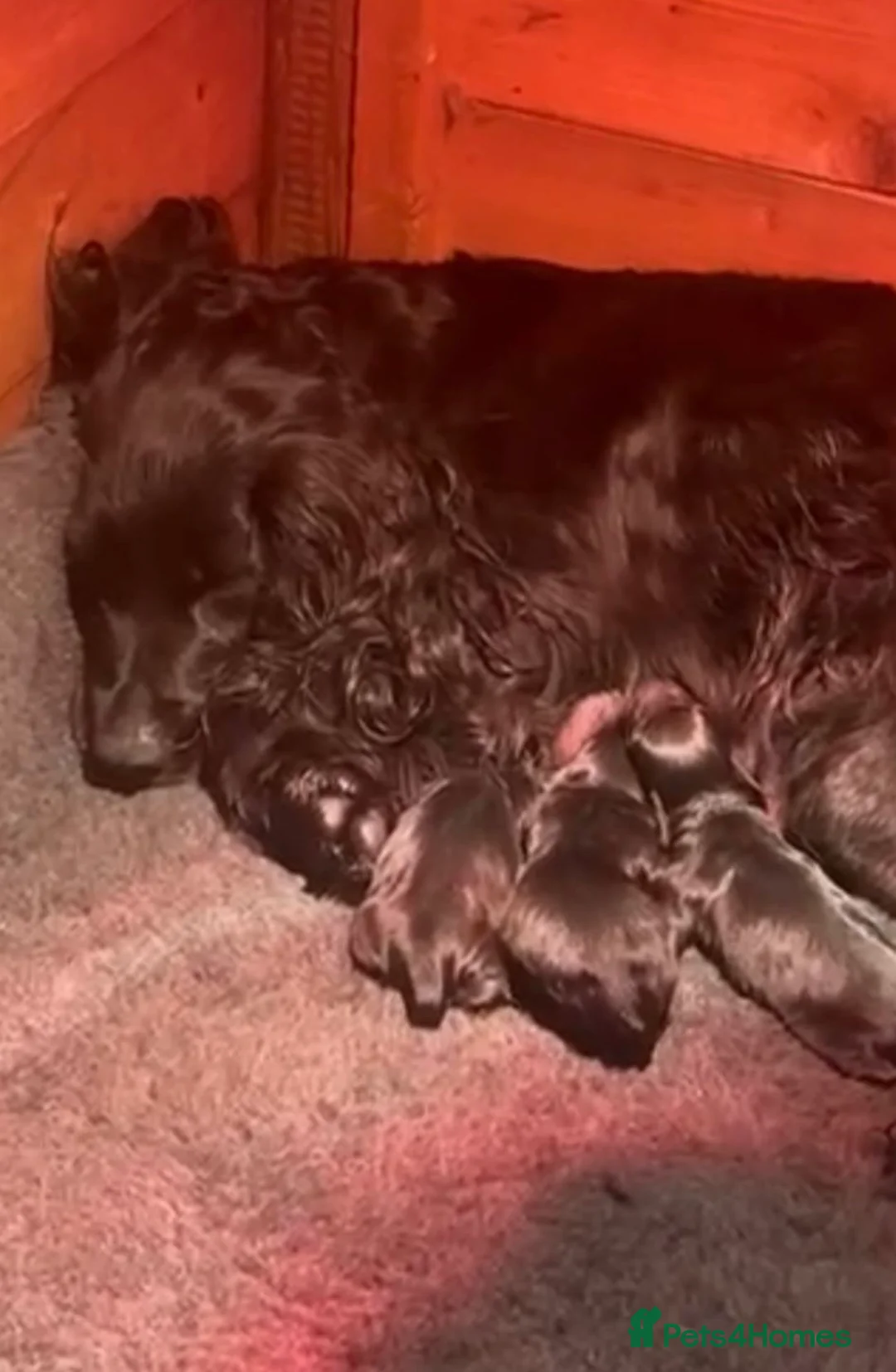 Cockapoo dogs for sale: Cockapoo puppies F1 - Advert 11