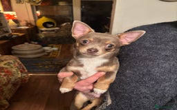 Chihuahua dogs for sale: Chihuahua boys - Advert 4