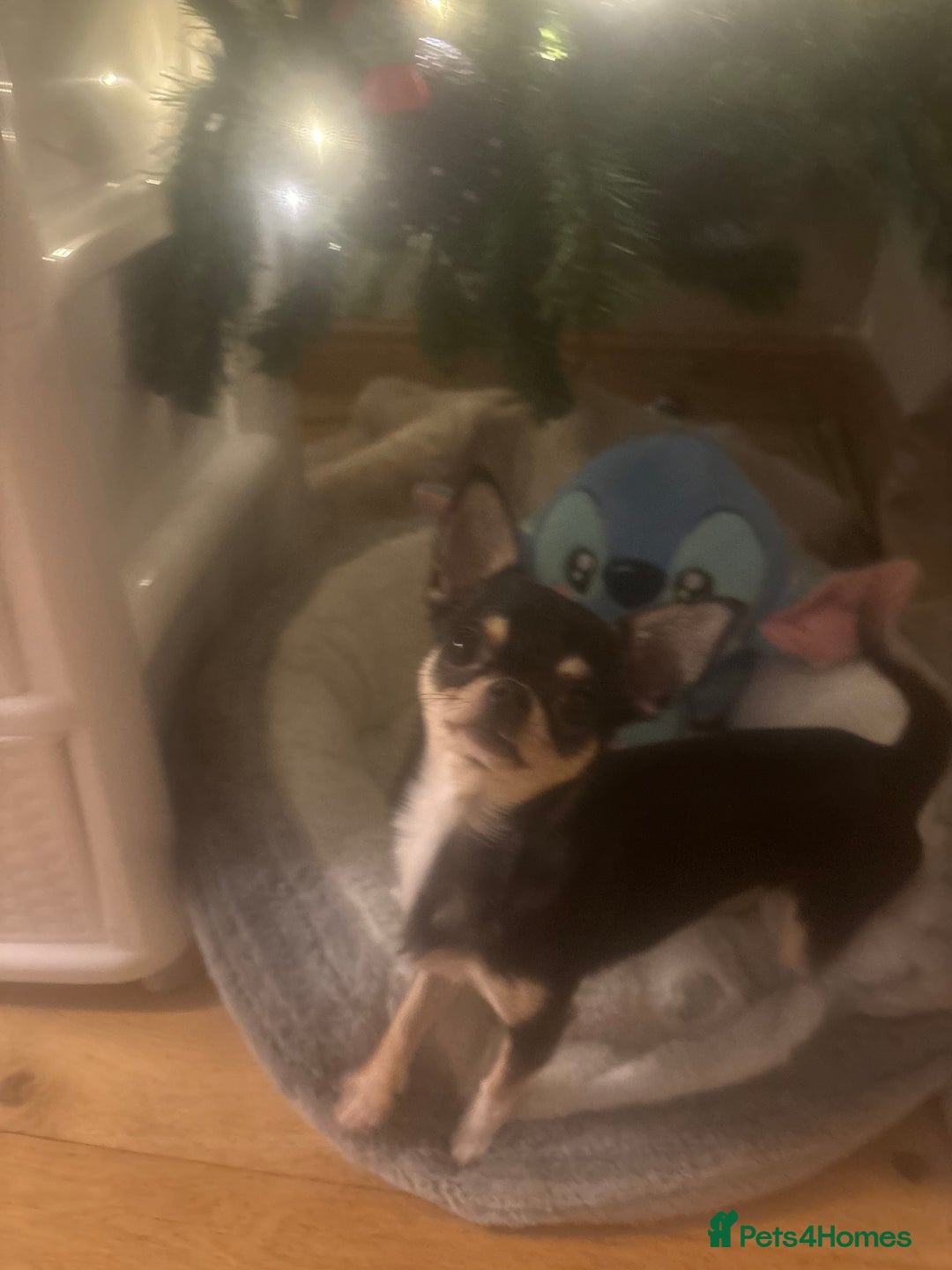 Chihuahua dogs for sale: 8 month old chihuahua  - Advert 2