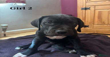 Cane Corso dogs - Advert 2