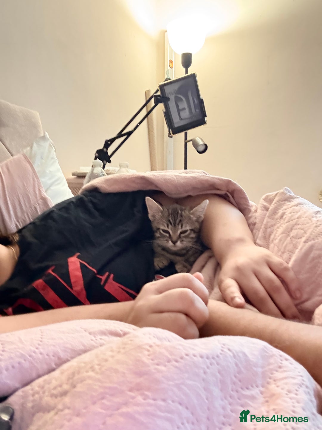 Mixed Breed cats for sale: Mixed breed kitten  - Advert 4