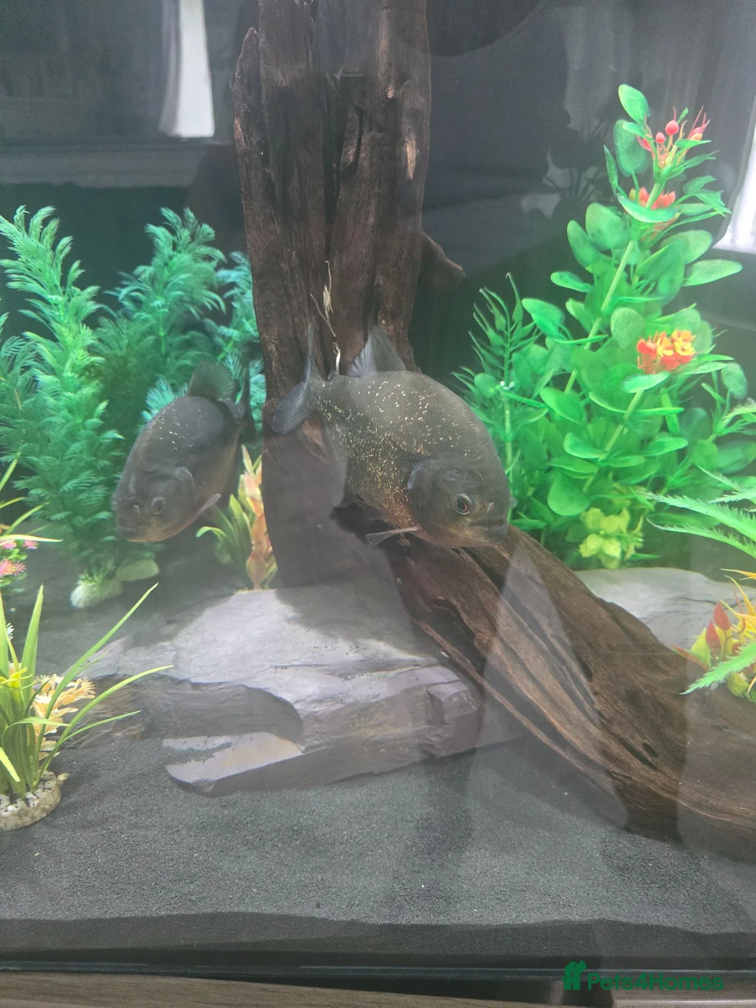 Piranhas fish for sale: 4 piranha for sale - Advert 3