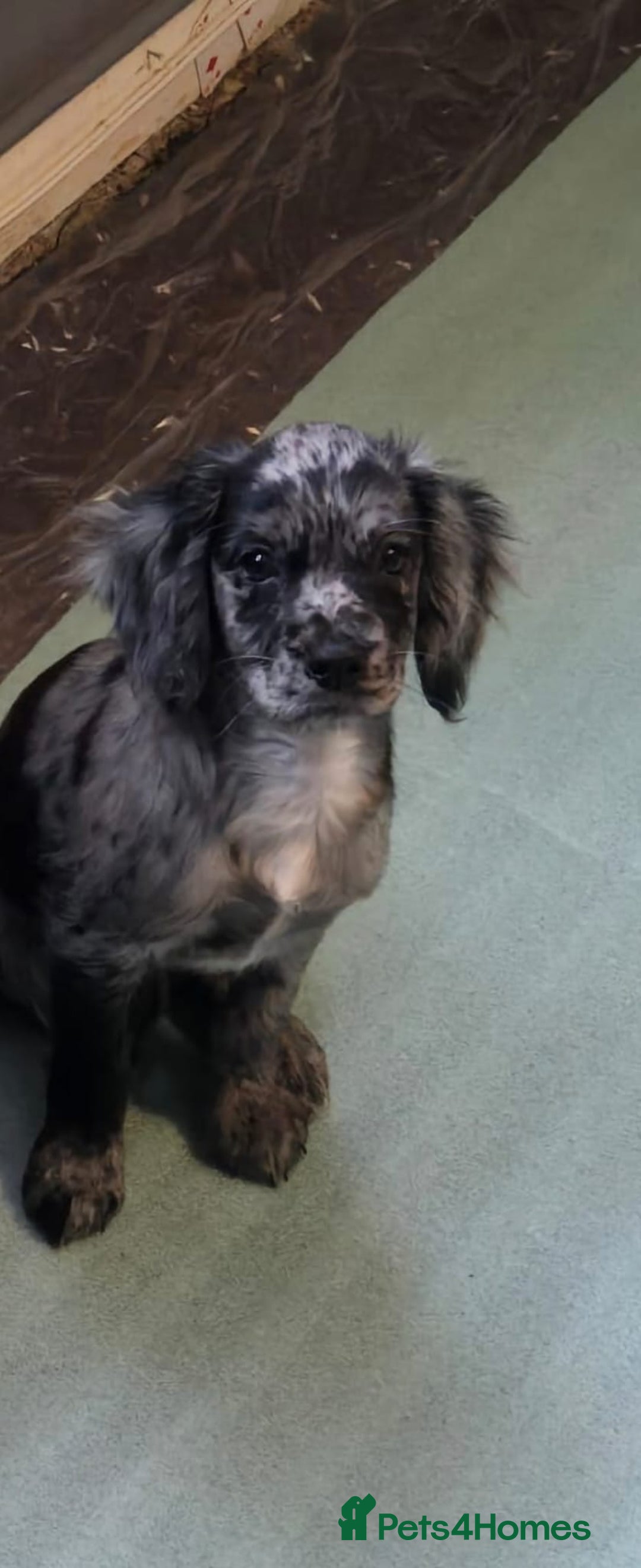 Cocker Spaniel dogs for sale: Cocker spaniel - Advert 2