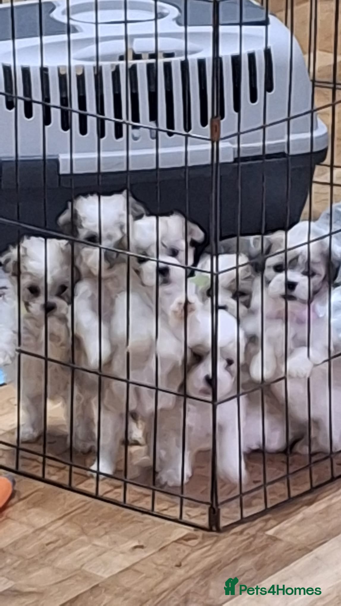 Mixed Breed dogs Shihchon puppies  - Advert 9