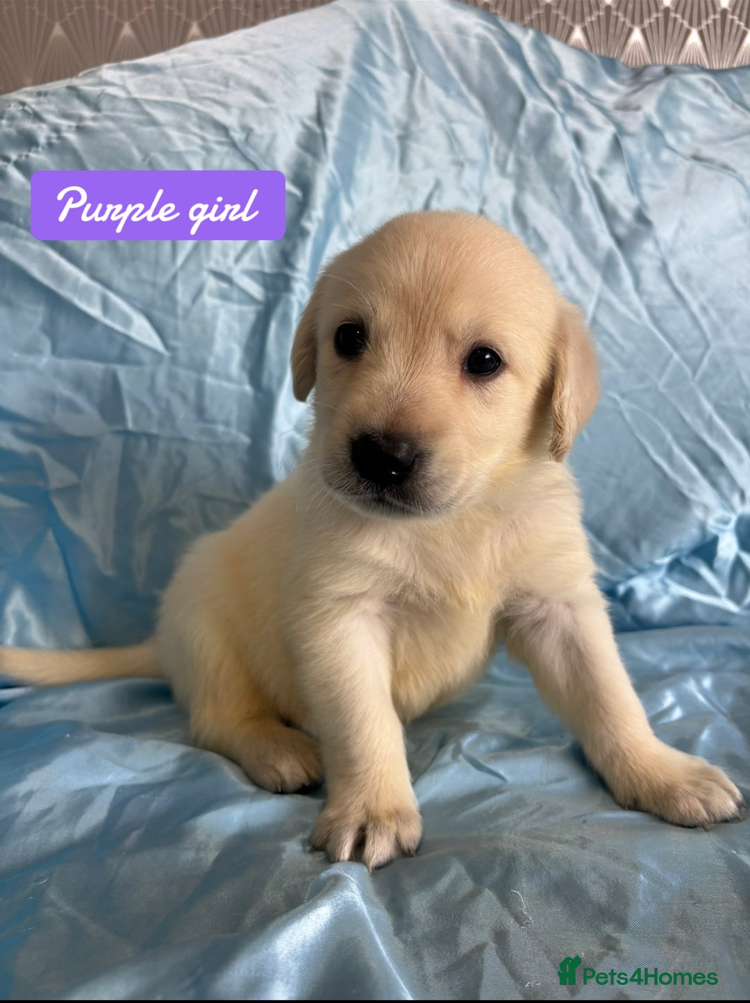 Goldador dogs for sale: 🤍🦮White Goldador Puppies🦮🤍 in Bridgend - Image 10