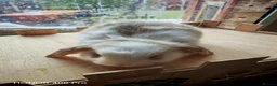 Mini Lop rabbits for sale: Pure Bred Mini Lop - Advert 19
