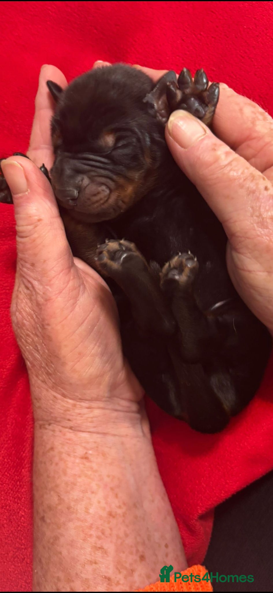 Dobermann dogs Litter due 12th April, now open for reservation  - Advert 1