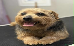 Norfolk Terrier dogs for sale: KC Norfolk Terrier  - Advert 1