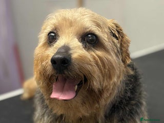 Norfolk Terrier dogs KC Norfolk Terrier - Advert 2