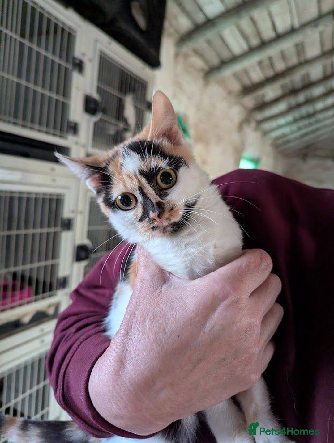 Mixed Breed cats for adoption: Melon for adoption - Advert 1