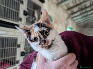 Mixed Breed cats Melon for adoption - Advert 1