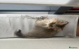 Persian cats for sale: Fluffiest Doll Face Persian Kitten - Image 3
