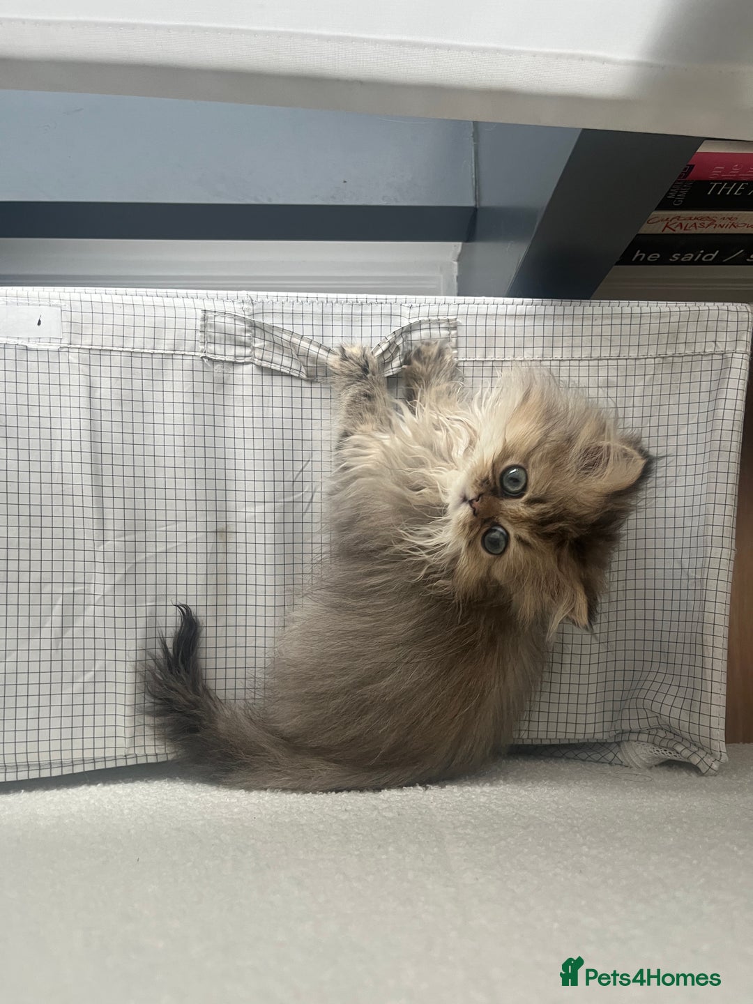 Persian cats for sale: Fluffiest Doll Face Persian Kitten - Image 3