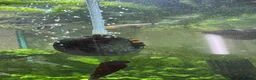 Other/Mixed Breed fish for sale: Fluval168L Aquarium+Cabinet+Fluval 407 Filter - Advert 4