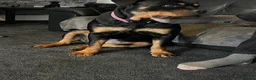 Rottweiler dogs for sale: Dollys looking for her forever home  in Peterborough - Advert 7