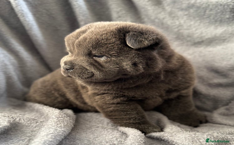 Chow Chow dogs - Advert 14