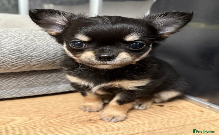 Chihuahua dogs - Advert 3