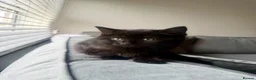 British Shorthair cats for sale: Female Kittens - Delivery available  - Advert 10