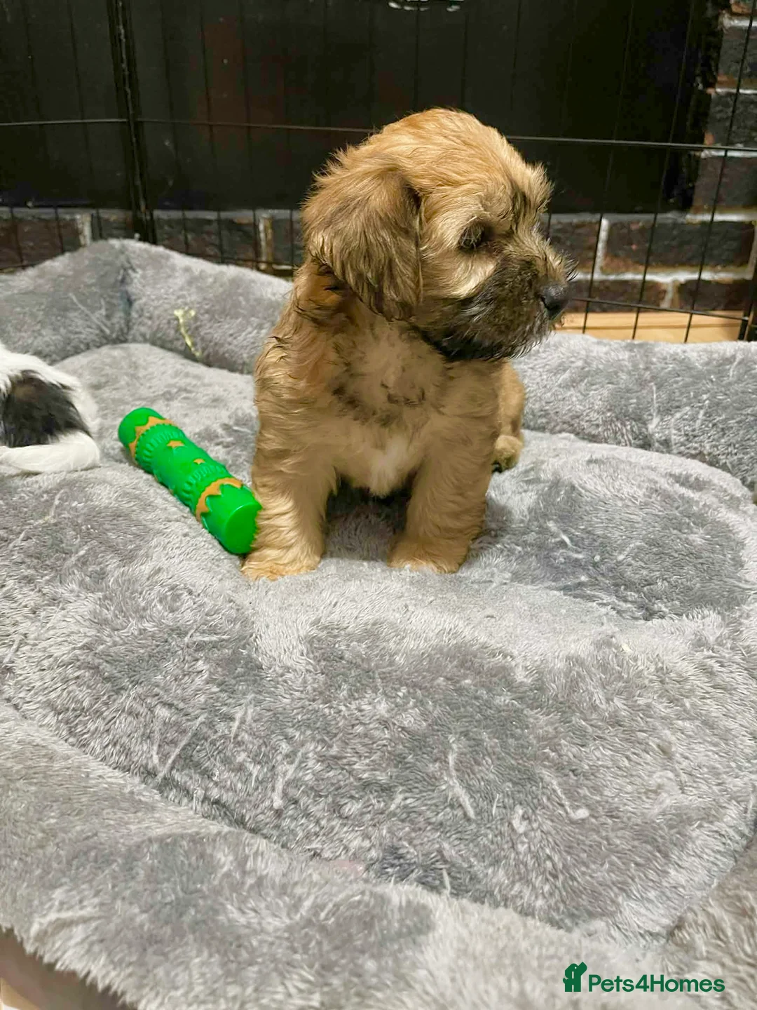 Malshi dogs for sale: Malshi  - Advert 2