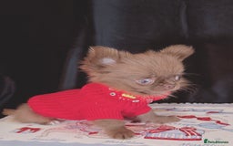 Chihuahua dogs for sale: Long haired chihuahua boys  - Image 4