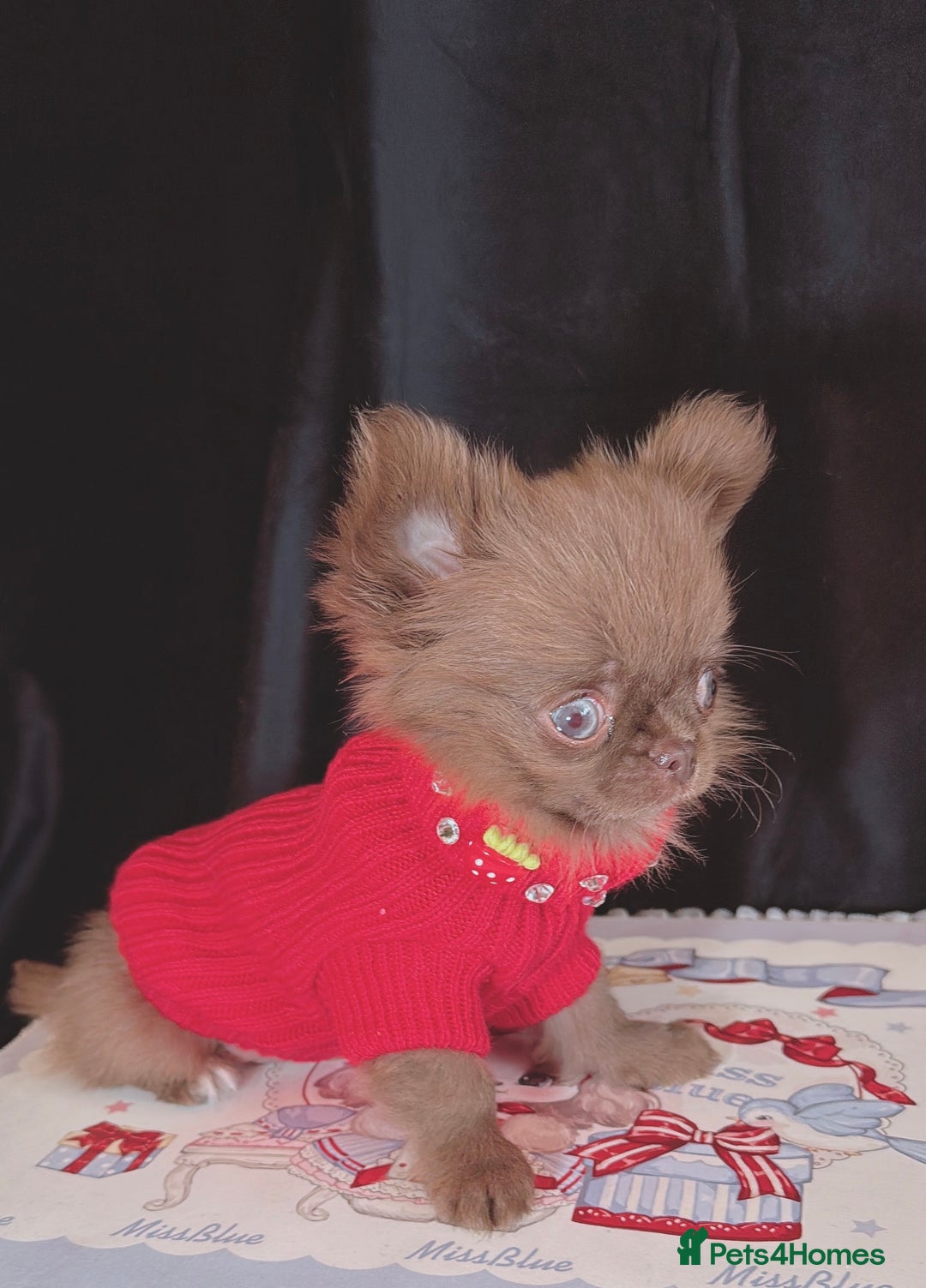 Chihuahua dogs for sale: Long haired chihuahua boys  - Image 4
