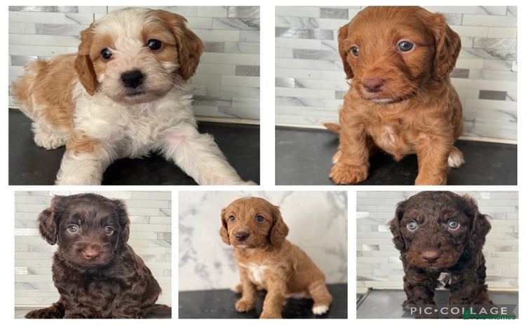 Cockapoo dogs - Advert 11