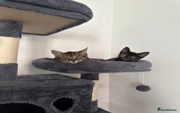 Mixed Breed cats for sale: 2 gorgeous girls tabby and tortoise shell - Image 12