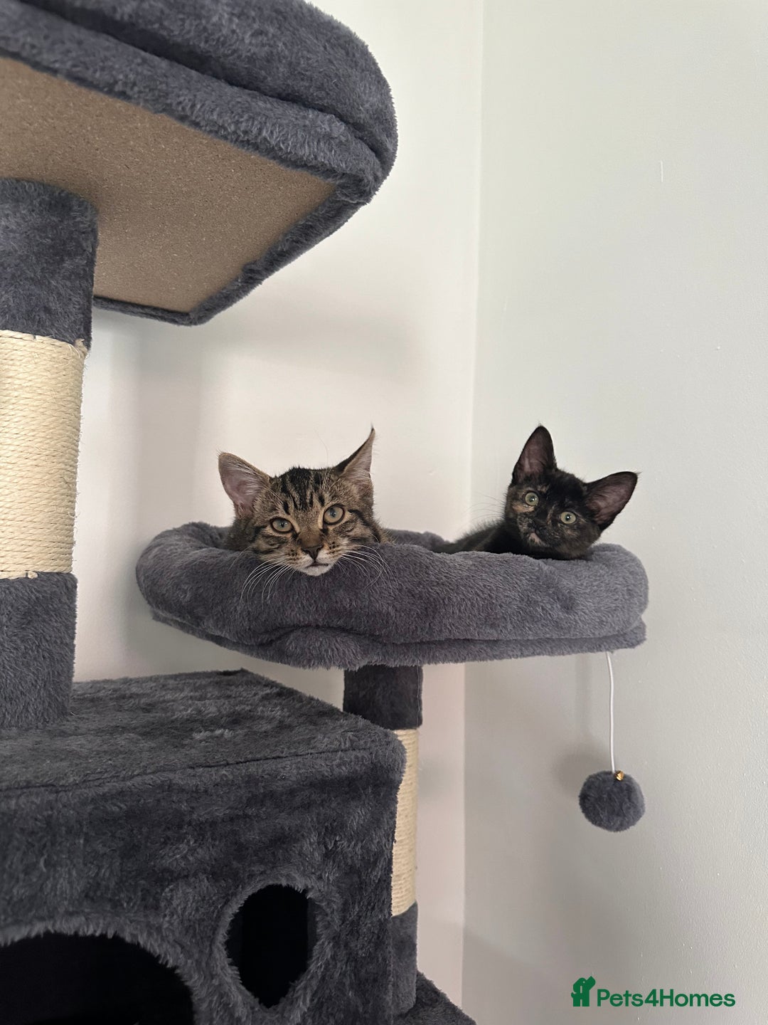 Mixed Breed cats for sale: 2 gorgeous girls tabby and tortoise shell - Image 12