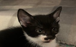 Domestic Shorthair cats for sale: Beautiful friendly Kittens  - Image 9