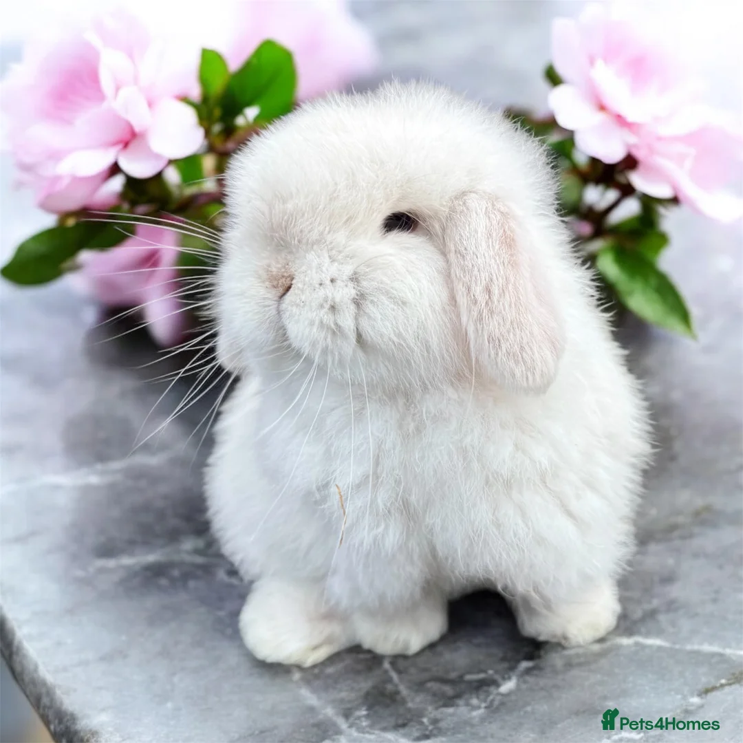 Mini Lop rabbits for sale: Doe and buck mini lops  - Advert 1