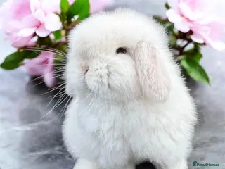 Mini Lop rabbits Doe and buck mini lops - Advert 1