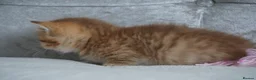 Munchkin cats for sale: 🍇🫐Munchkin Kittens - Advert 13