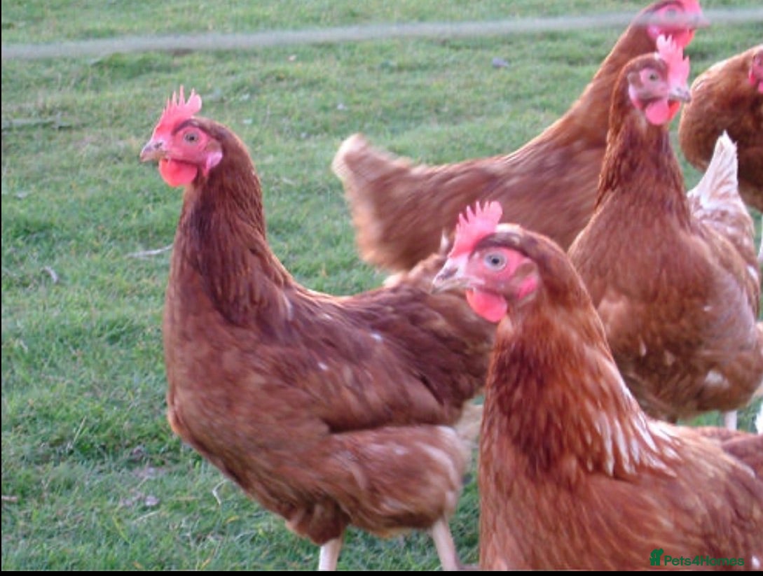 Chickens poultry Laying hens  - Advert 3